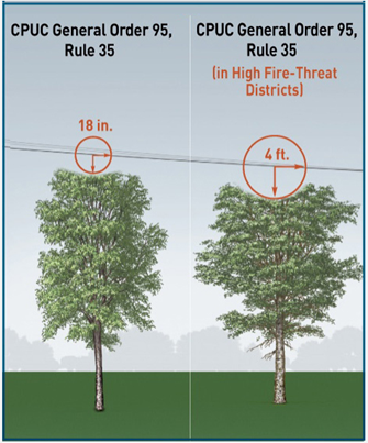 How do you prune or remove trees near distribution lines?